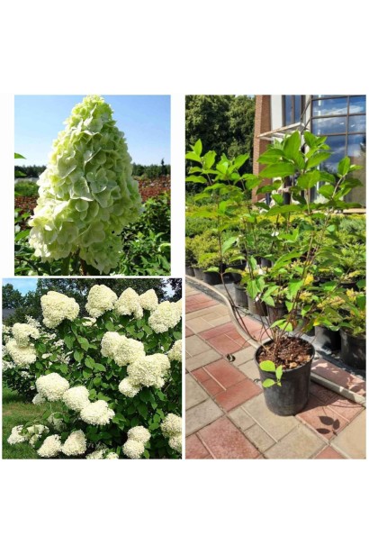 Гортензия метельчатая Полар Бир - 3л/вис.40-50см/Ø25-30см